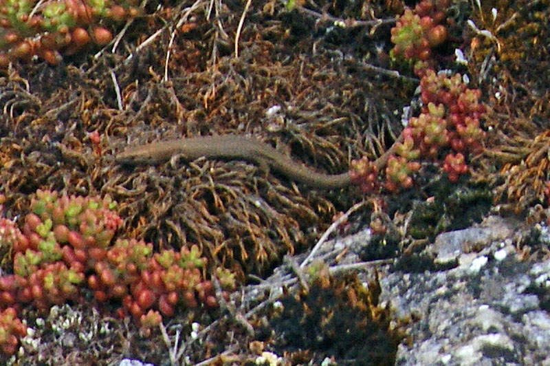 Lucertola (?) da identificare (Algyroides fitzingerii)